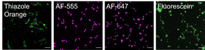 Delivery into cells