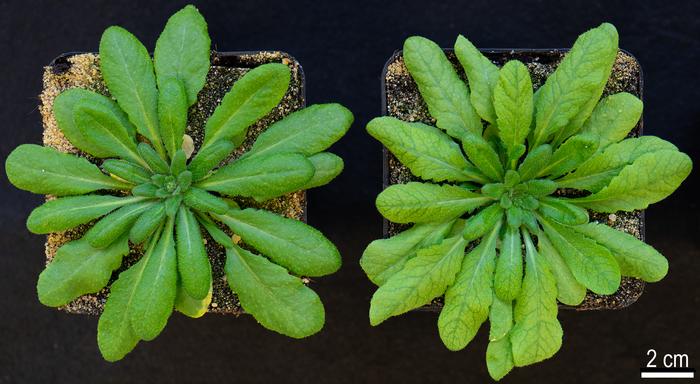 Different forms of Arabidopsis thaliana plants
