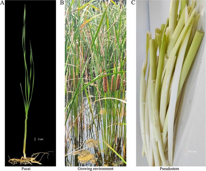 Phenotypes and growing environment of Pucai.