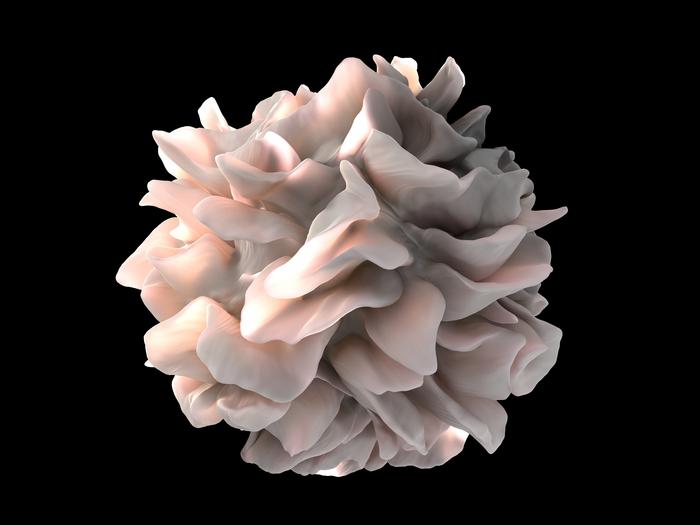 Human dendritic Cell