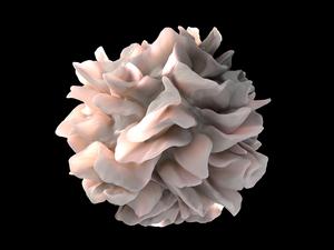 Human dendritic Cell