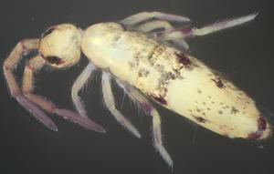 The new Willowsia species：W. zhangi