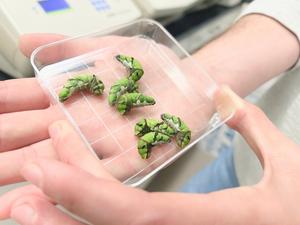 Chrysalises