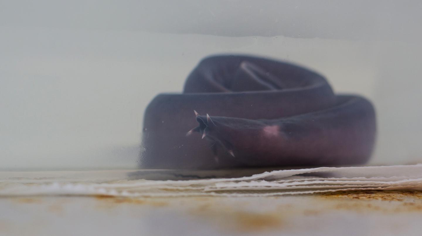 Hagfish