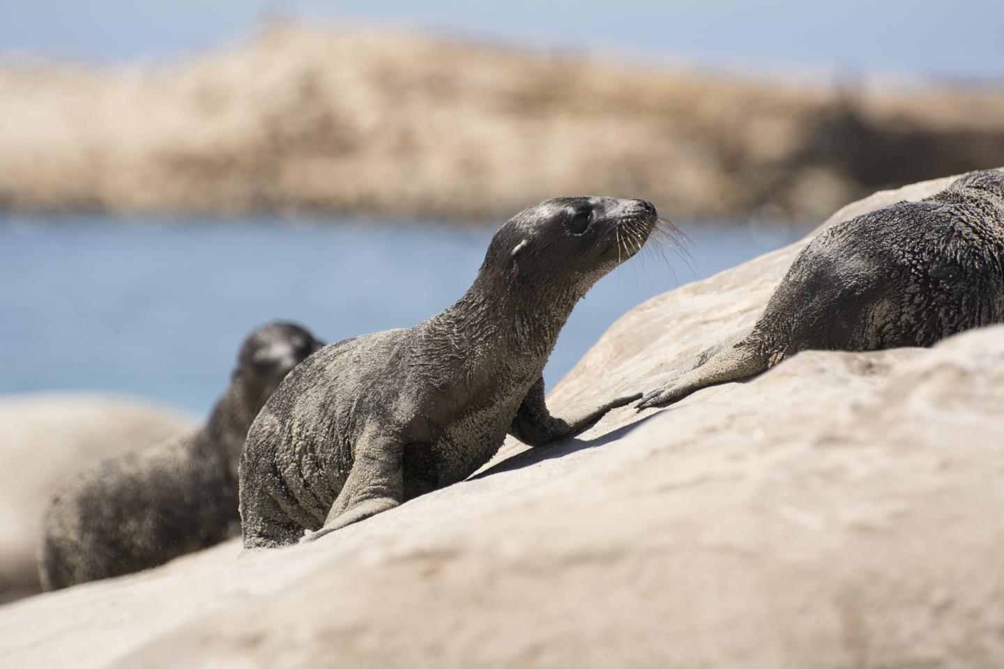 Sea Lion Pups at San Miguel Island