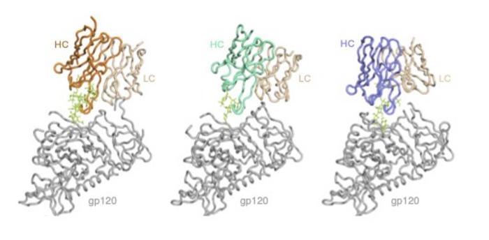 Scripps Research scientists train the immune system to make antibodies against numerous HIV strains