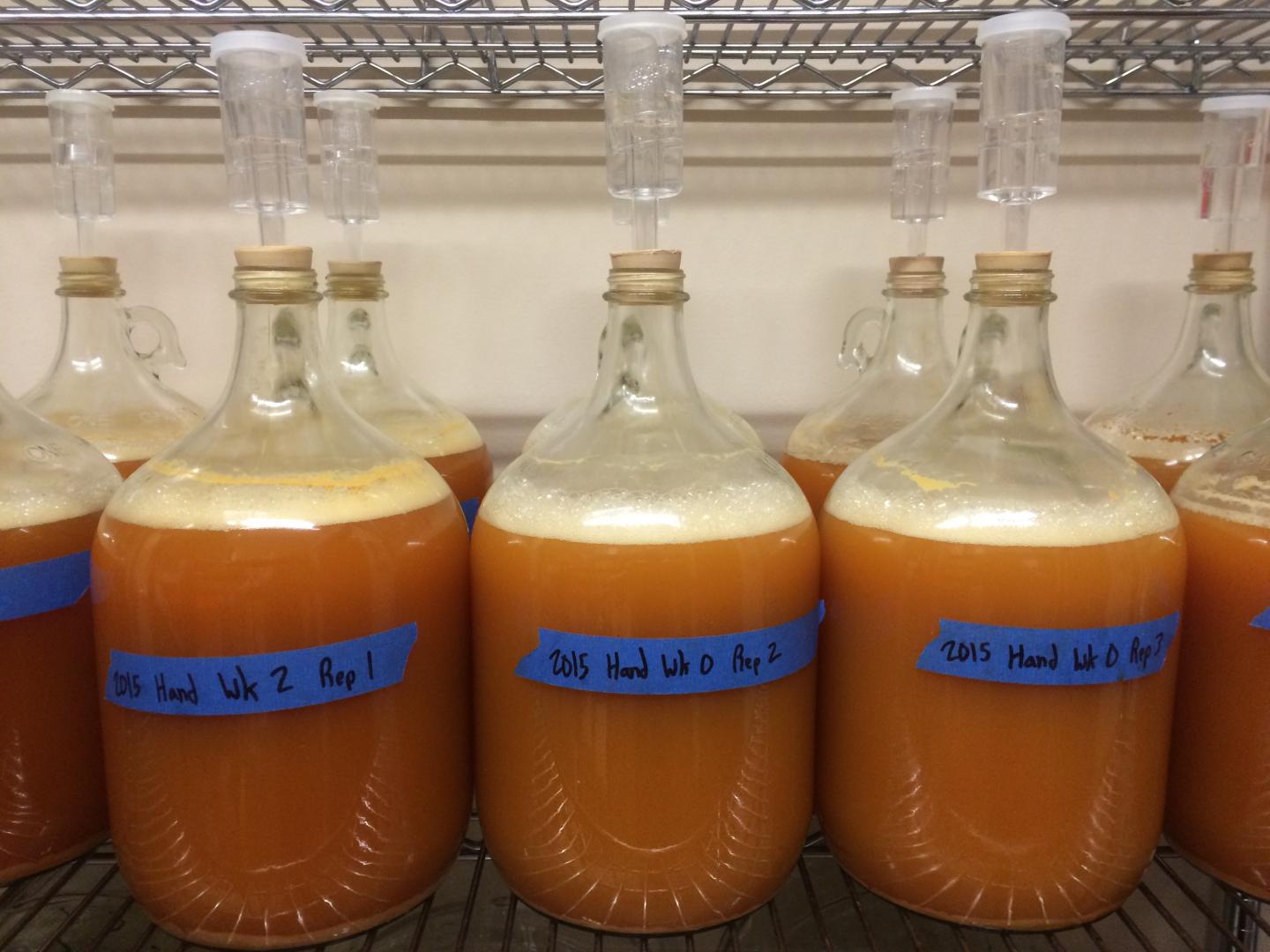 Fermentation of 'Brown Snout' Apple Juice