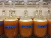 Fermentation of 'Brown Snout' Apple Juice