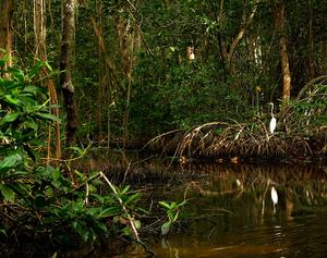 Channels are a typical feature of mangrove landscapes