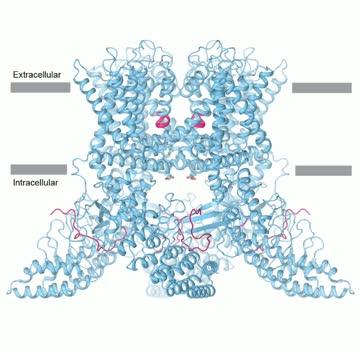 TRPV3 Temperature Gating