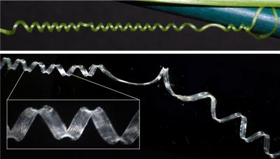 Cucumber Tendrils