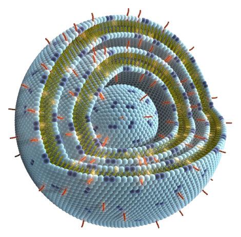 Liposomes Are Used in the Stimuvax Experimental Cancer Vaccine