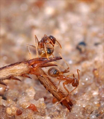 Fire Ants Falling to Acid-Covered Crazy Ants (1 of 5)