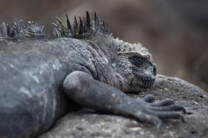 Marine iguana