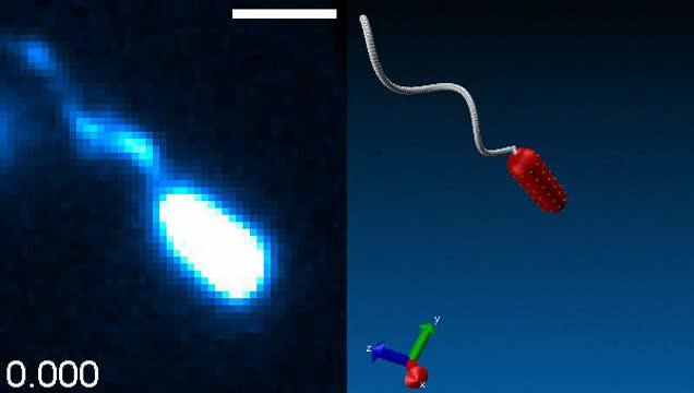 Swimming of <em>Halobacterium salinarum</em>