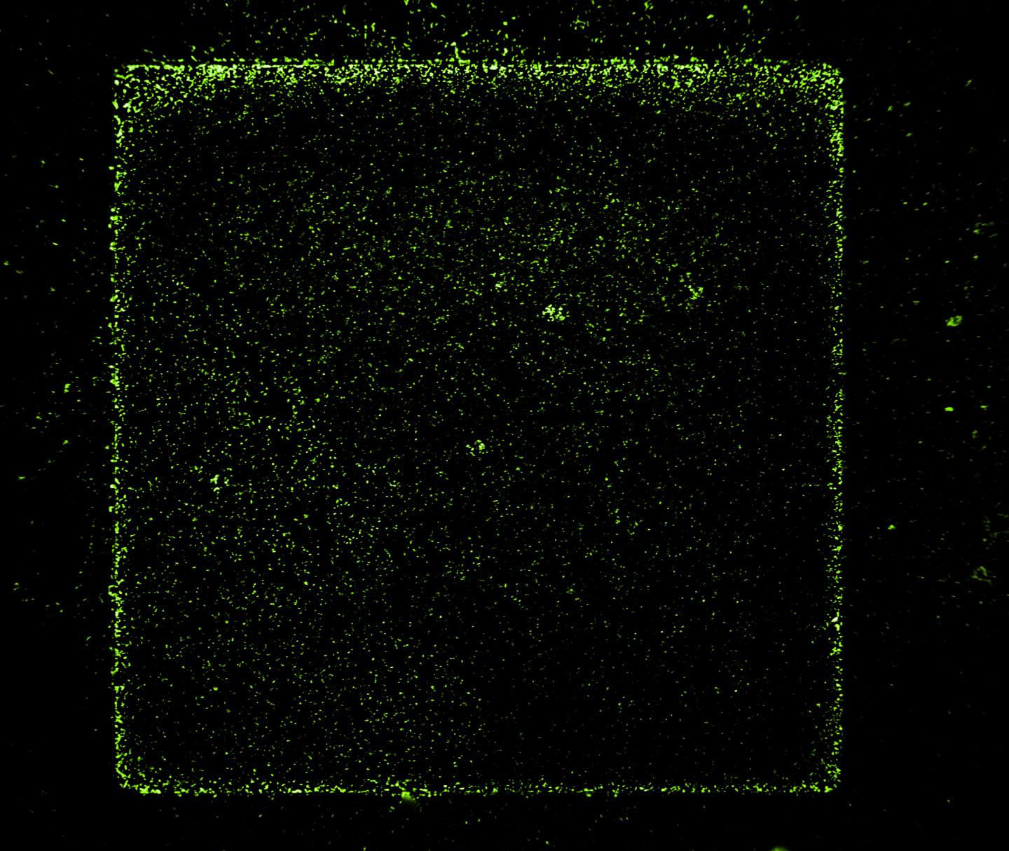 Measure Electric Activity Bacteria