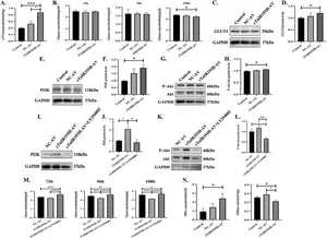 Cellular ATP concentration, glucose metabolism, and oxidative stress.