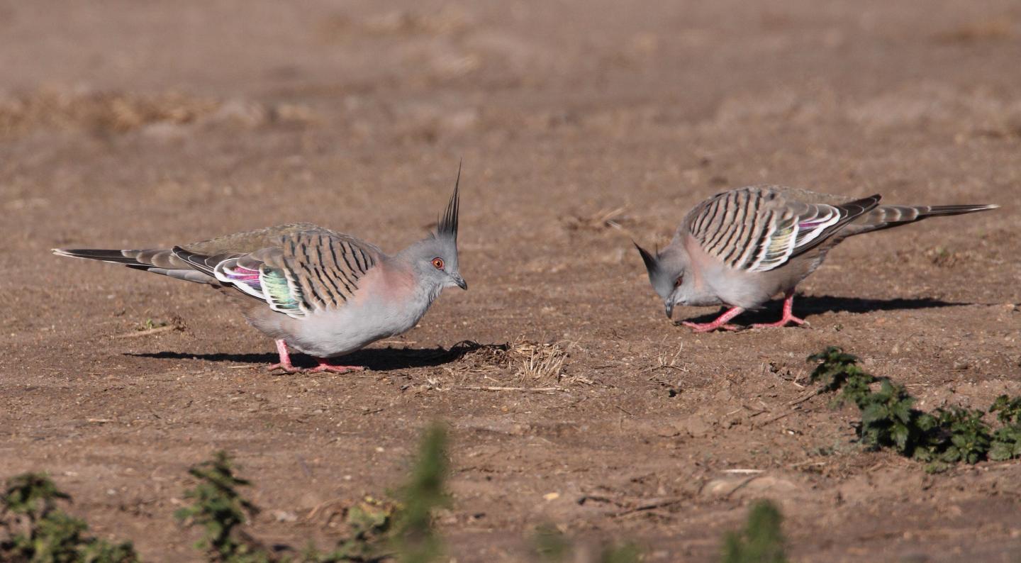 Pair of Pigeons