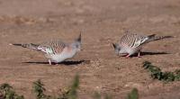 Pair of Pigeons