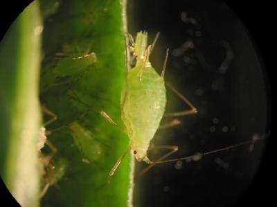 Mother Giving Birth