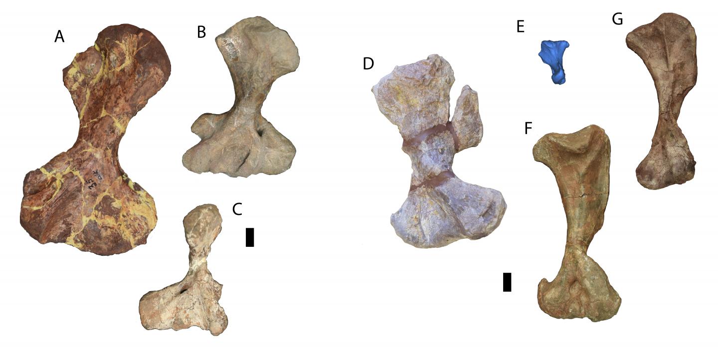 Fossil Forelimbs