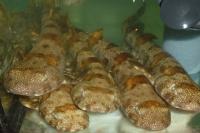 Puffadder Shysharks