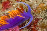 Spanish Shawl