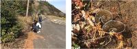 Conducting Field Surveys