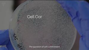 RegVelo: A new AI tool for predicting cell fate