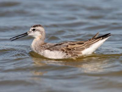 A Shorebird Defies Gravity to Eat (4 of 4)