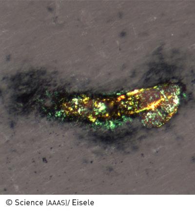 Stained Brain Slice of a Transgenic Mouse