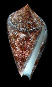 Conus Gloriamaris
