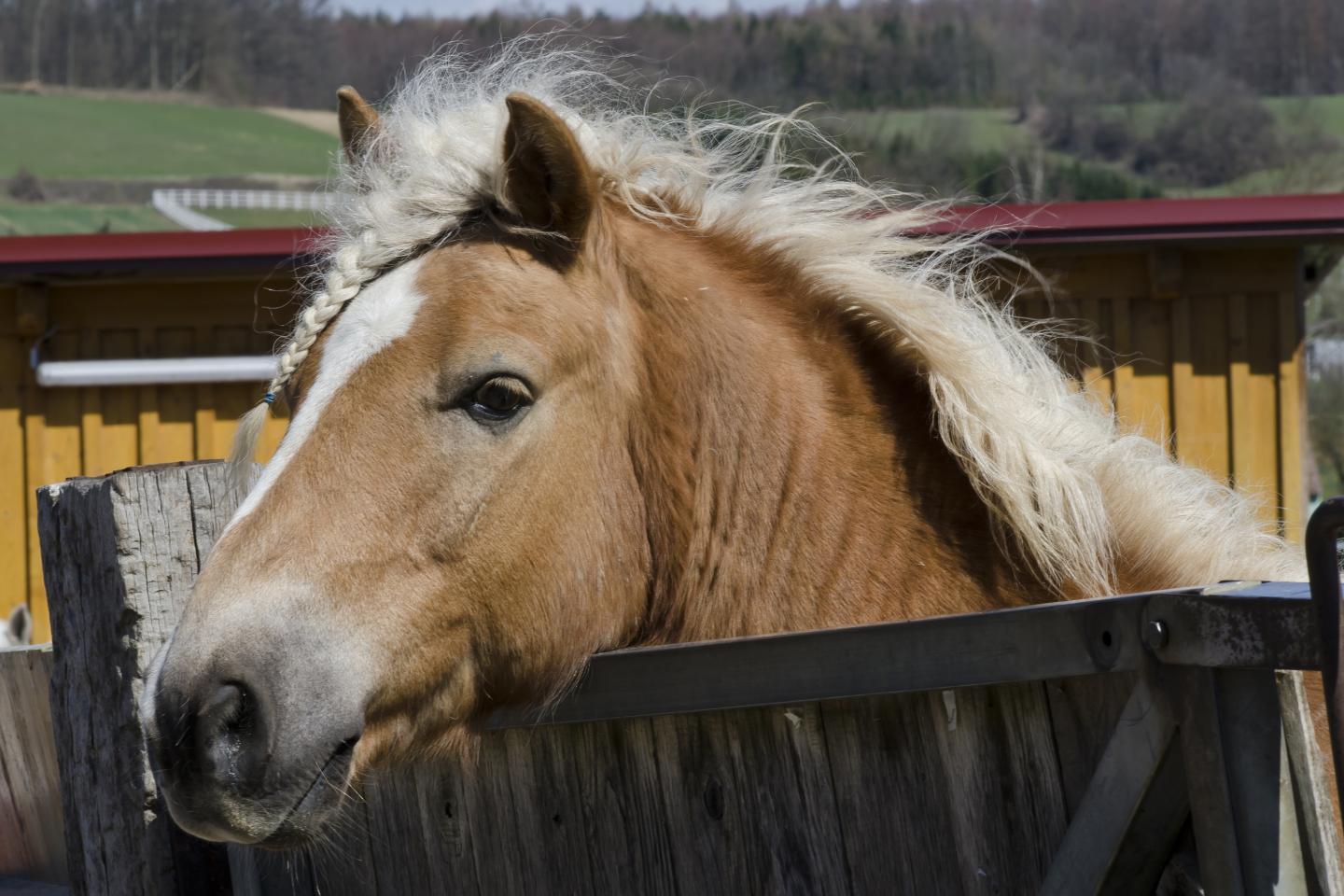 Horse