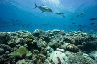 The Global Reef Expedition collected the last data in the Chagos Archipelago before a mass bleaching event