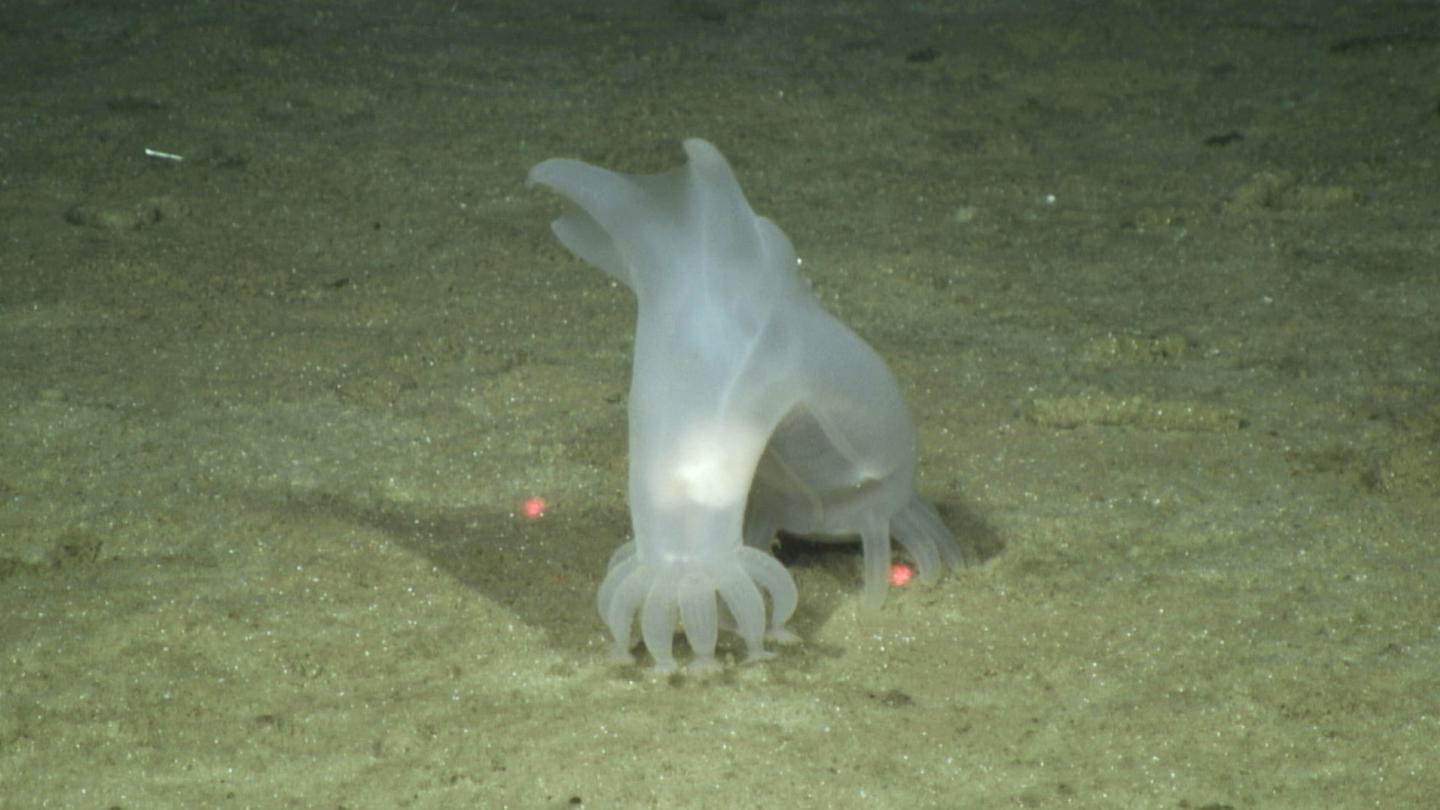 Sea Cucumber