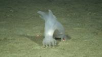 Sea Cucumber