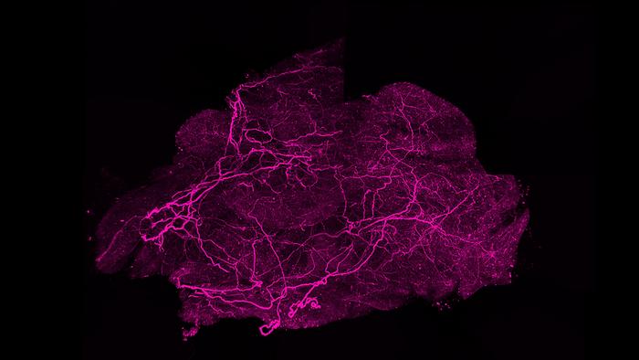 Nerves in brown fat