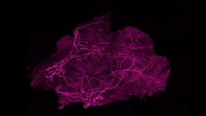 Nerves in brown fat