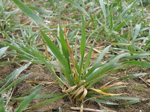 Role of Green Revolution Genes Beyond Dwarfism