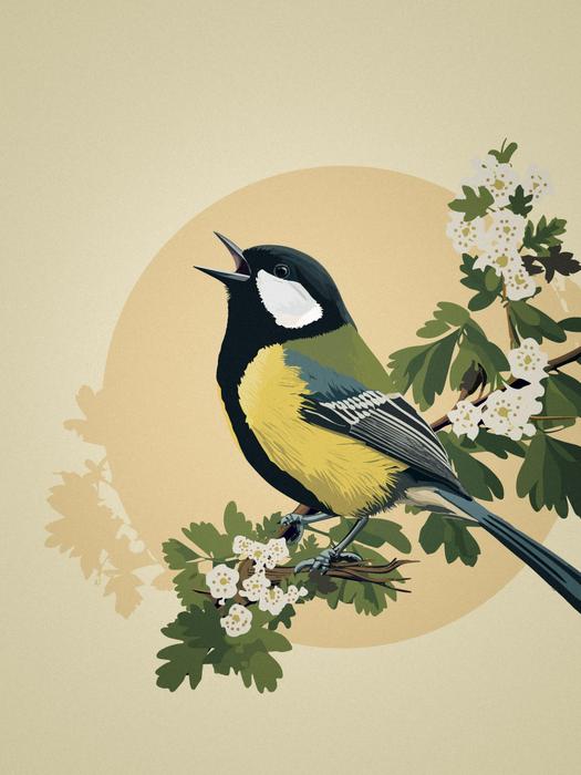 Great Tit
