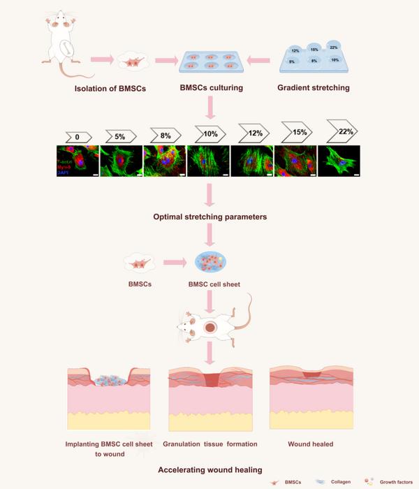 Optimized Mechanical Stretching Enhances BMSC Cell Sheet Therapy for Accelerating Diabetic Wound Healing.