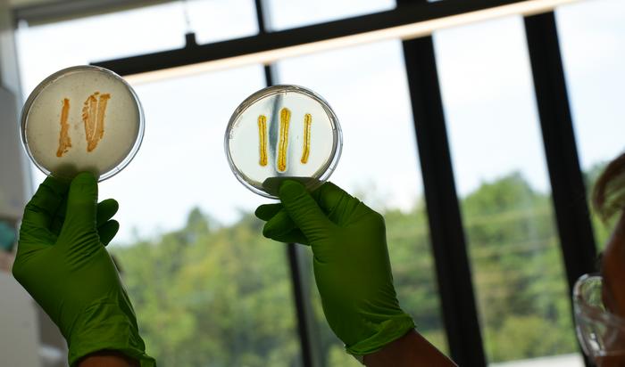 A scientist examining myxobacteria isolated during the study. (HIPS/Bernhardt)