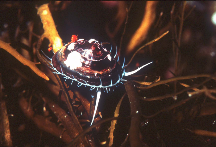 Single limpet
