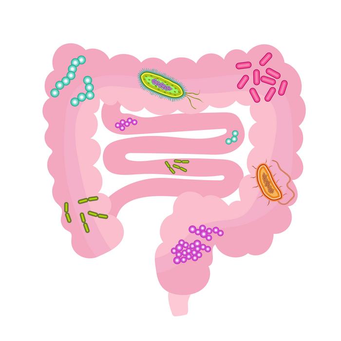 Exploring the bidirectional relationship between host and gut microbiota in selenium metabolism