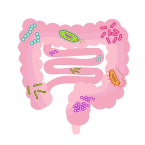 Exploring the bidirectional relationship between host and gut microbiota in selenium metabolism