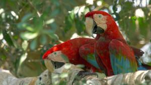 Red-and-green Macaws