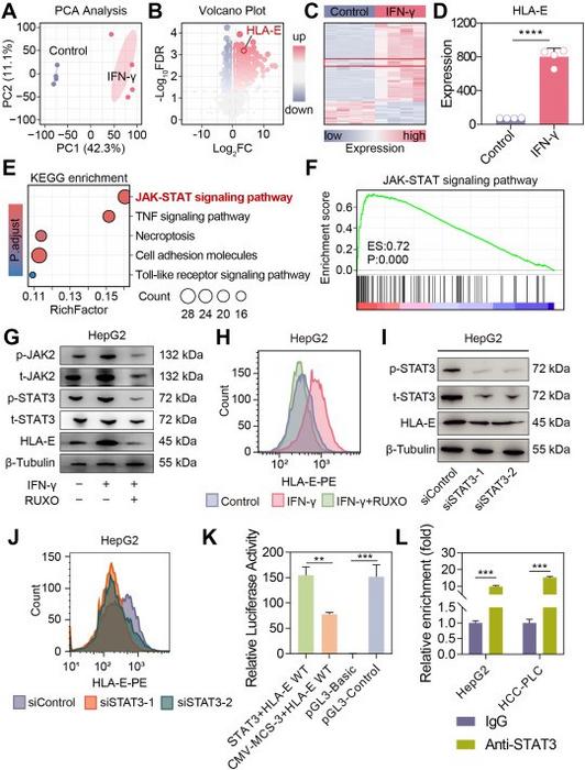 IFN-γ induces HLA-E via JAK–STAT3 signaling.