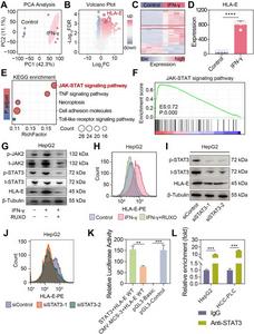 IFN-γ induces HLA-E via JAK–STAT3 signaling.