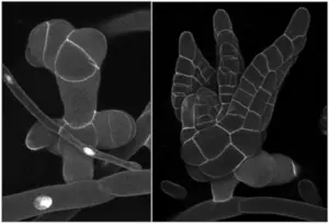 Moss during three-dimensional growth