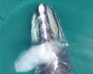 North Atlantic Right Whale respiratory blow